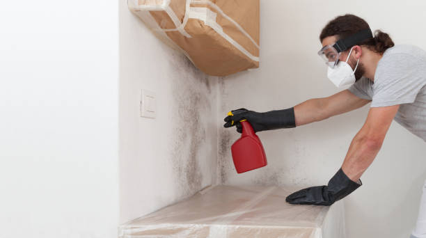 Professional Basement Mold Remediation technician working in Gwynedd, PA