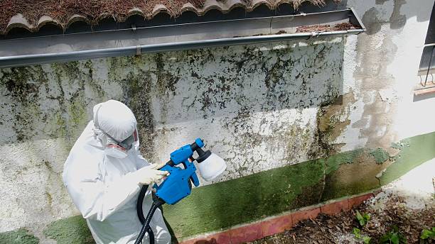 Top rated local Basement Mold Remediation specialists in Gwynedd, PA
